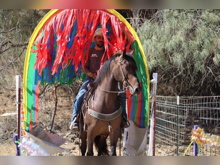Frison Hongre 5 Ans 155 cm Bai cerise in Paicines CA