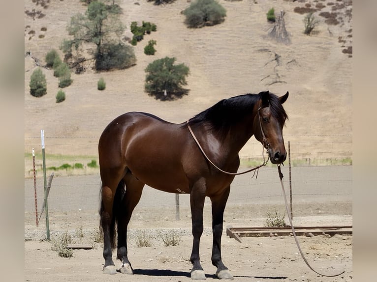 Frison Hongre 5 Ans 155 cm Bai cerise in Paicines CA