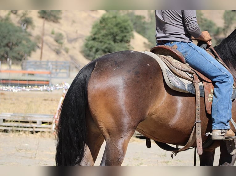 Frison Hongre 5 Ans 155 cm Bai cerise in Paicines CA