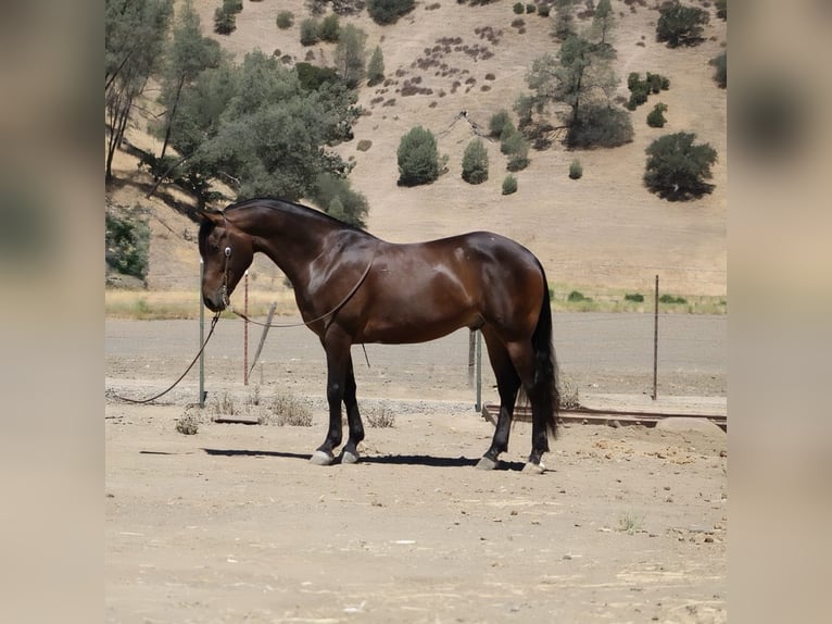 Frison Hongre 5 Ans 155 cm Bai cerise in Paicines CA
