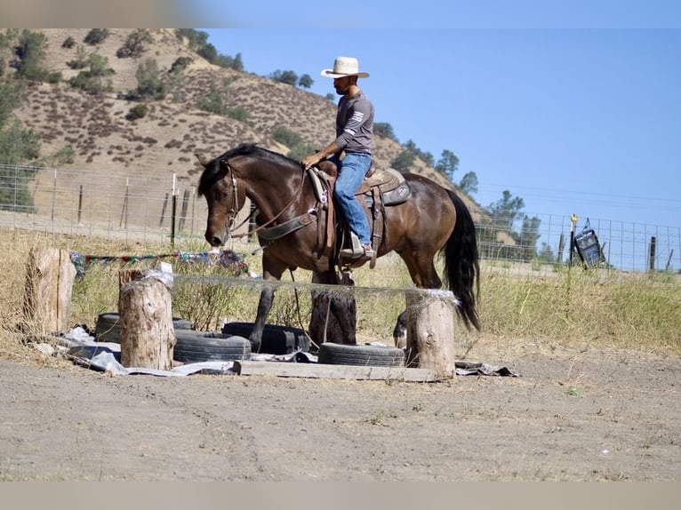 Frison Hongre 5 Ans 155 cm Bai cerise in Paicines CA
