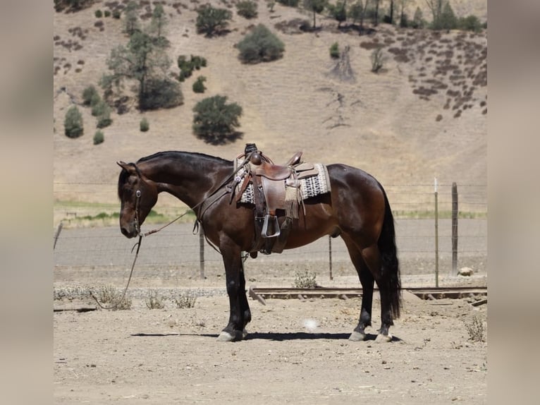 Frison Hongre 5 Ans 155 cm Bai cerise in Paicines CA