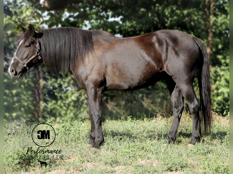 Frison Hongre 5 Ans 155 cm Noir in Albion