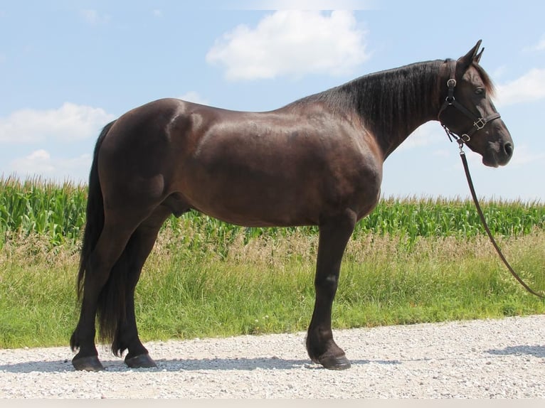 Frison Croisé Hongre 5 Ans 155 cm Noir in Cambridge, IA