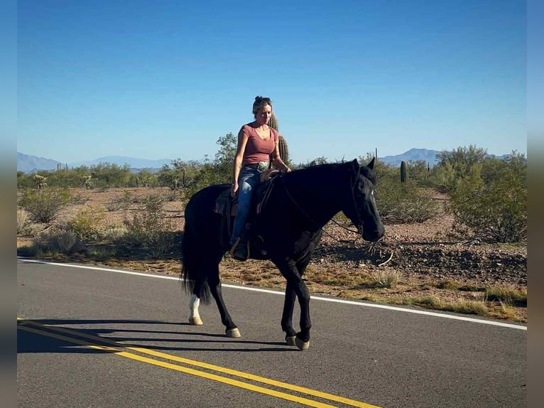 Frison Hongre 5 Ans 155 cm Noir in Marana