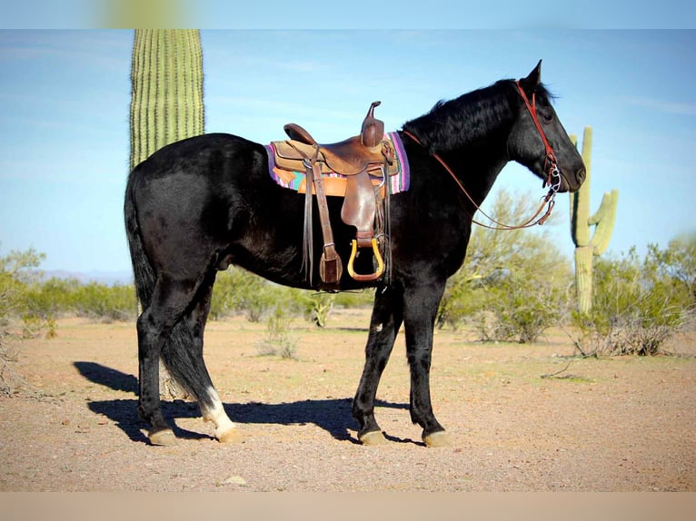 Frison Hongre 5 Ans 155 cm Noir in Marana