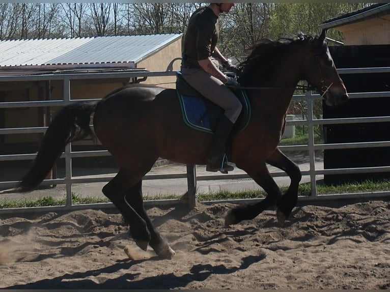 Frison Croisé Hongre 5 Ans 157 cm Bai brun in Buttstädt