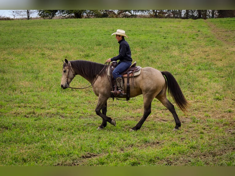 Frison Croisé Hongre 5 Ans 157 cm Buckskin in Sugarcreek