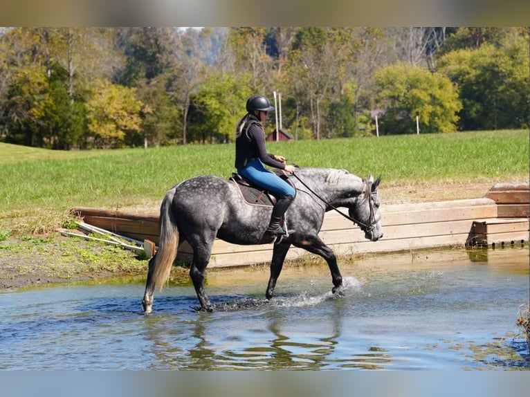 Frison Croisé Hongre 5 Ans 157 cm Gris in Clover Frison Croisé Hongre 5 Ans 157 cm Gris in Clover