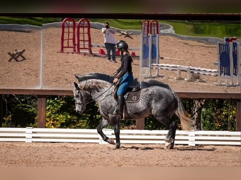 Frison Croisé Hongre 5 Ans 157 cm Gris in Clover Frison Croisé Hongre 5 Ans 157 cm Gris in Clover