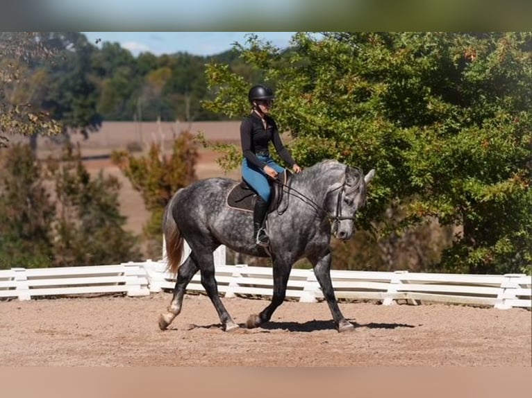 Frison Croisé Hongre 5 Ans 157 cm Gris in Clover Frison Croisé Hongre 5 Ans 157 cm Gris in Clover