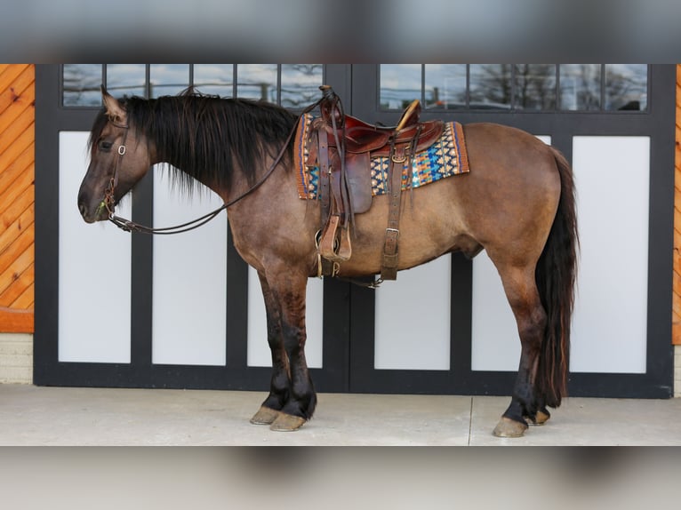 Frison Croisé Hongre 5 Ans 157 cm Grullo in Shipshewana