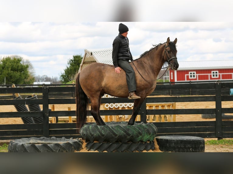 Frison Croisé Hongre 5 Ans 157 cm Grullo in Shipshewana