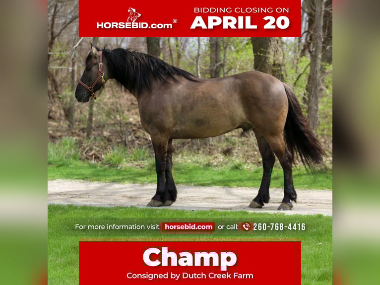 Frison Croisé Hongre 5 Ans 157 cm Grullo in Shipshewana