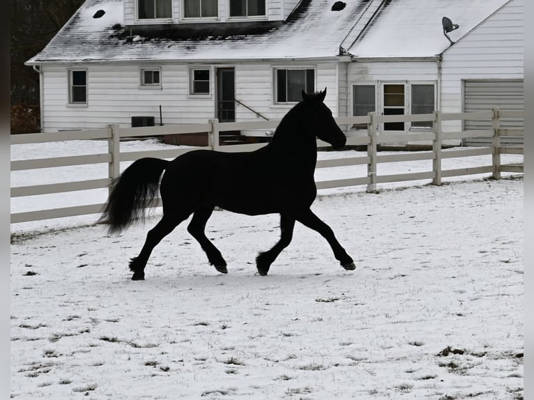 Frison Croisé Hongre 5 Ans 157 cm Noir in Sturgis, MI