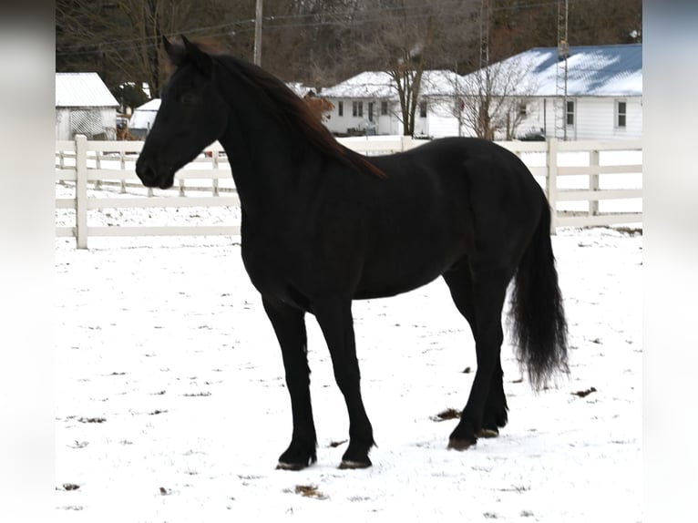 Frison Croisé Hongre 5 Ans 157 cm Noir in Sturgis, MI