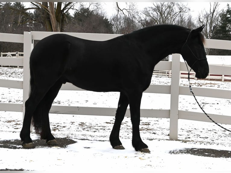 Frison Croisé Hongre 5 Ans 157 cm Noir in Sturgis, MI