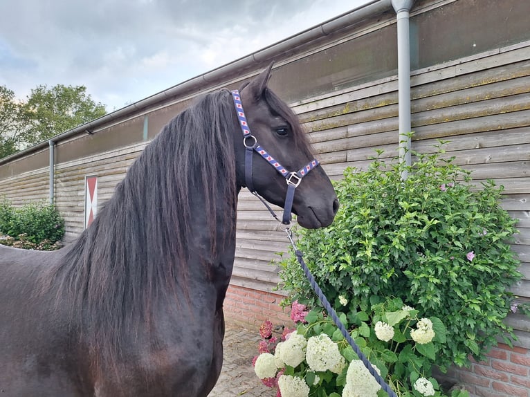 Frison Hongre 5 Ans 158 cm Noir in Dalen