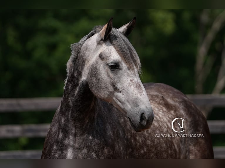 Frison Croisé Hongre 5 Ans 160 cm Gris in Clover, SC