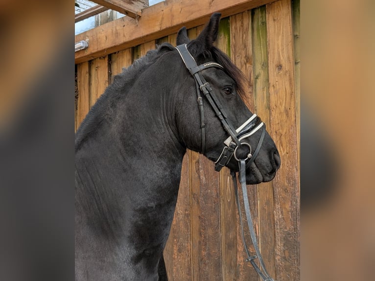 Frison Hongre 5 Ans 160 cm Noir in Wienhausen