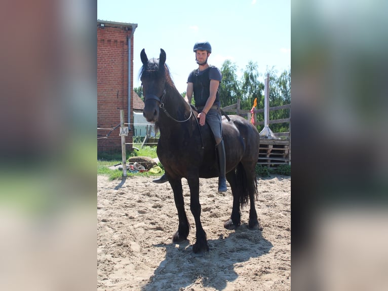 Frison Hongre 5 Ans 160 cm Noir in Wittenberge