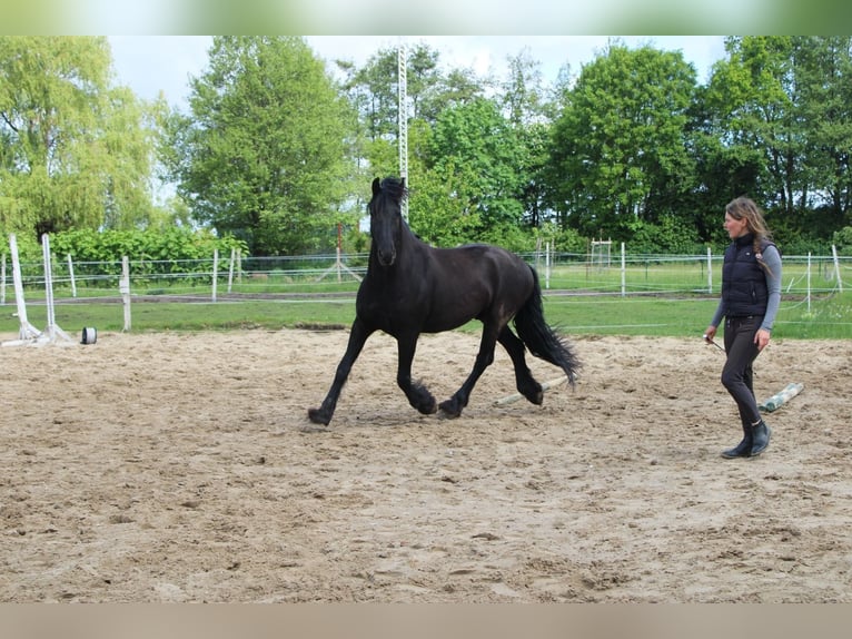 Frison Hongre 5 Ans 160 cm Noir in Wittenberge