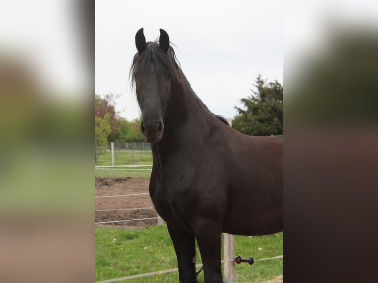 Frison Hongre 5 Ans 160 cm Noir in Wittenberge