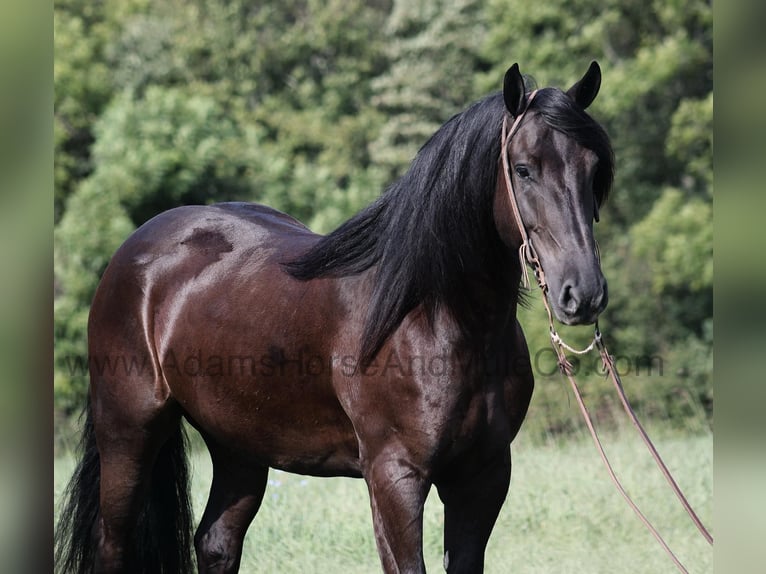 Frison Hongre 5 Ans 160 cm Noir in Mount Vernon