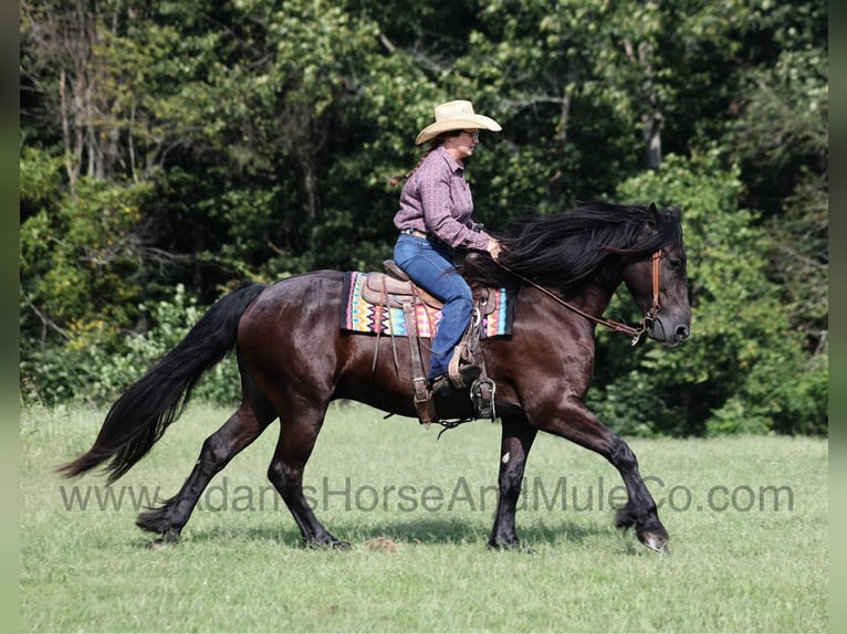 Frison Hongre 5 Ans 160 cm Noir in Mount Vernon