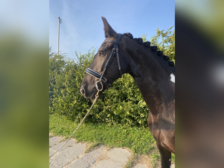 Frison Croisé Hongre 5 Ans 160 cm Pinto in Bentwisch