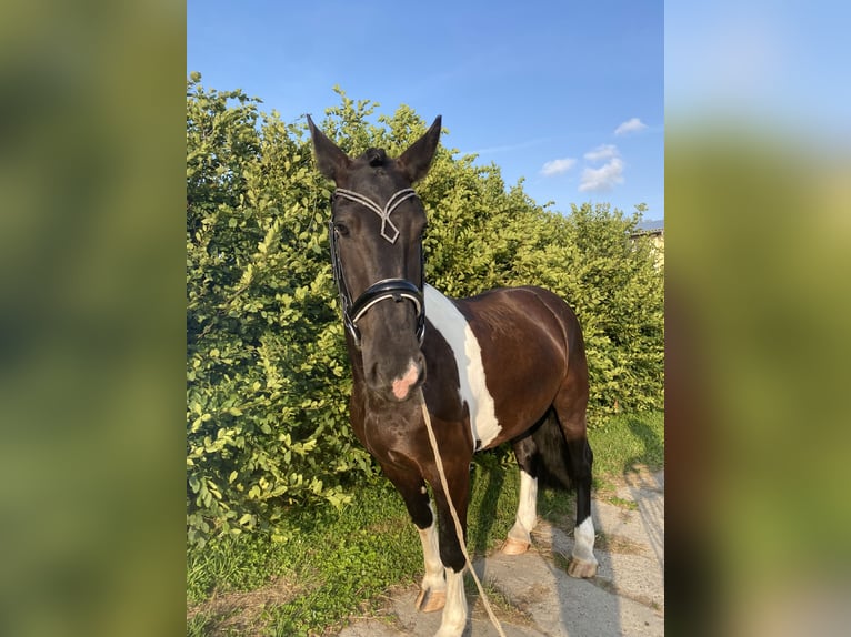 Frison Croisé Hongre 5 Ans 160 cm Pinto in Bentwisch