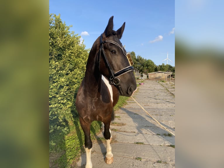 Frison Croisé Hongre 5 Ans 160 cm Pinto in Bentwisch