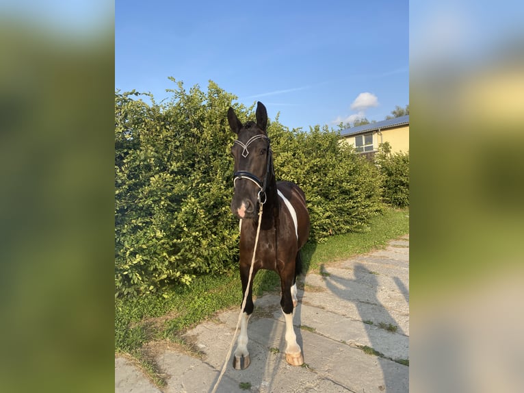 Frison Croisé Hongre 5 Ans 160 cm Pinto in Bentwisch