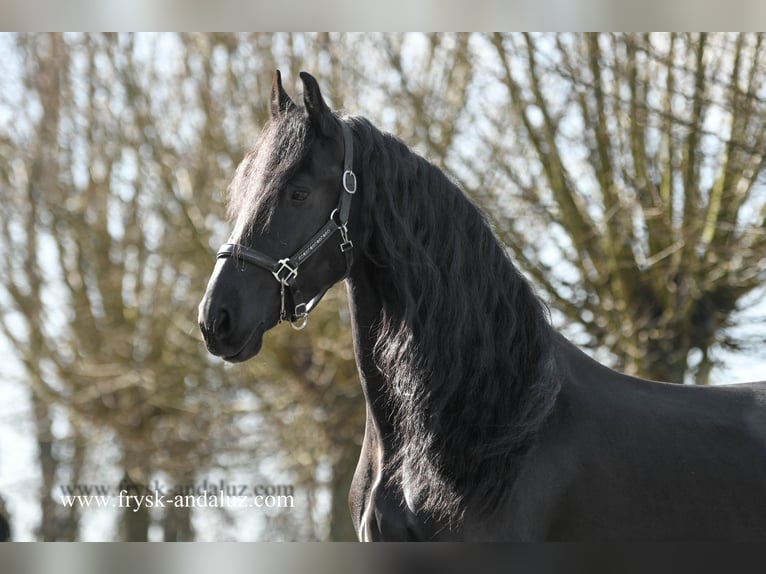 Frison Hongre 5 Ans 161 cm Noir in Mijnsheerenland