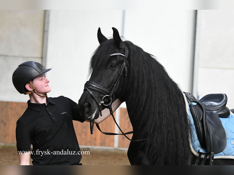 Frison Hongre 5 Ans 161 cm Noir in Mijnsheerenland