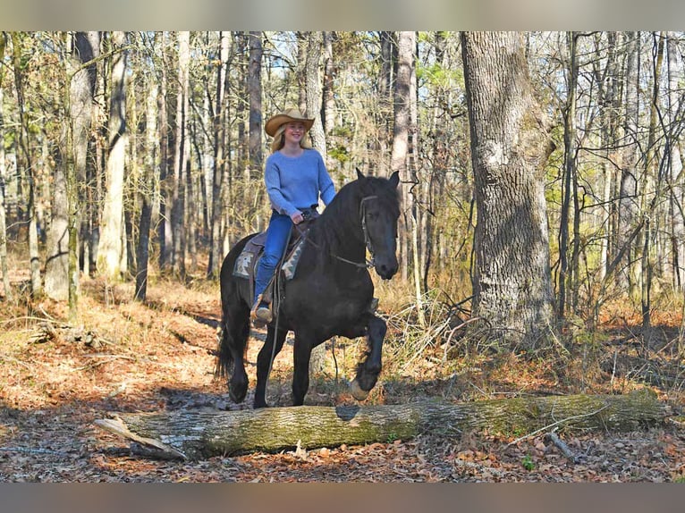 Frison Hongre 5 Ans 163 cm Bai brun foncé in Berlin