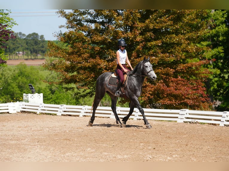Frison Croisé Hongre 5 Ans 163 cm Gris pommelé in Clover, SC