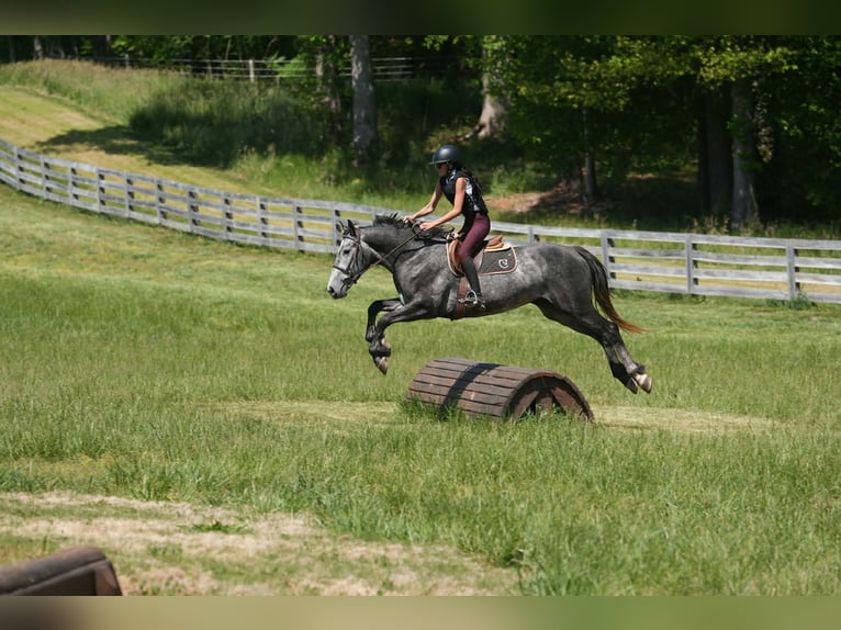 Frison Croisé Hongre 5 Ans 163 cm Gris pommelé in Clover, SC