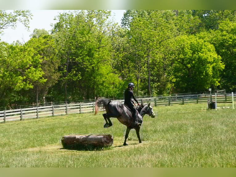 Frison Croisé Hongre 5 Ans 163 cm Gris pommelé in Clover, SC