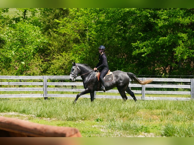 Frison Croisé Hongre 5 Ans 163 cm Gris pommelé in Clover, SC