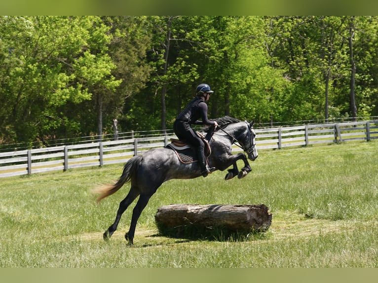 Frison Croisé Hongre 5 Ans 163 cm Gris pommelé in Clover, SC