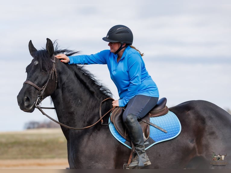 Frison Croisé Hongre 5 Ans 163 cm Noir in Auburn