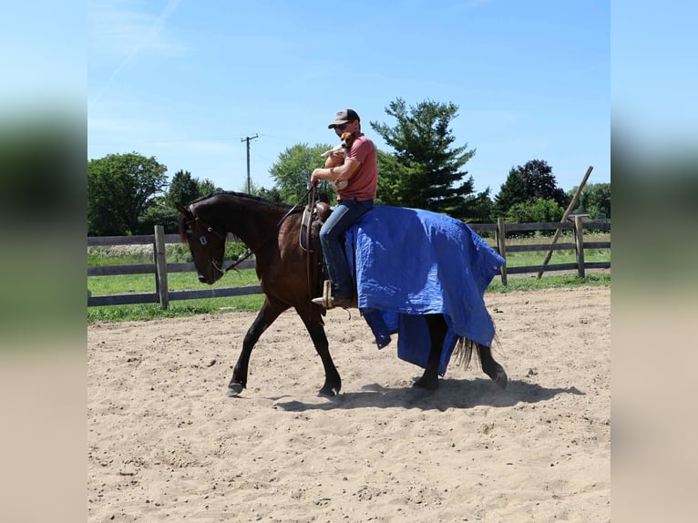 Frison Hongre 5 Ans 163 cm Noir in Howell, MI