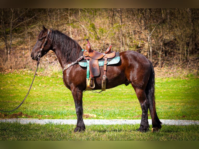 Frison Hongre 5 Ans 163 cm Noir in Flemingsburg, KY