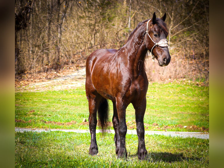 Frison Hongre 5 Ans 163 cm Noir in Flemingsburg, KY