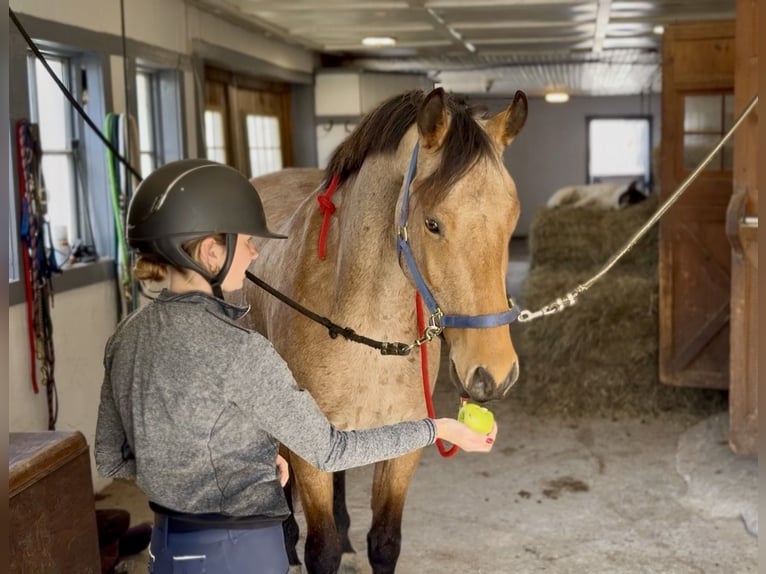 Frison Croisé Hongre 5 Ans 165 cm Buckskin in Gap