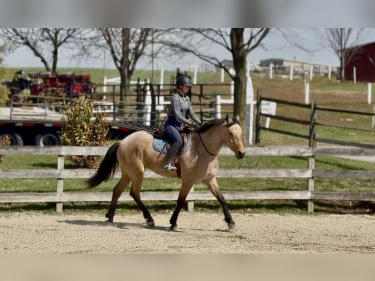 Frison Croisé Hongre 5 Ans 165 cm Buckskin in Gap