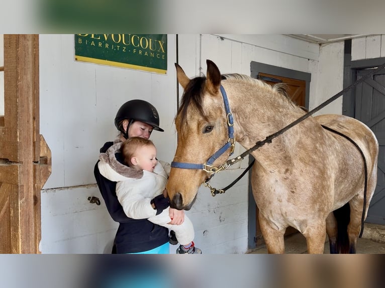 Frison Croisé Hongre 5 Ans 165 cm Buckskin in Gap