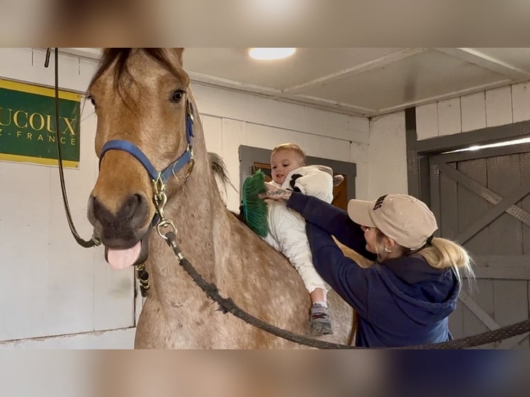 Frison Croisé Hongre 5 Ans 165 cm Buckskin in Gap