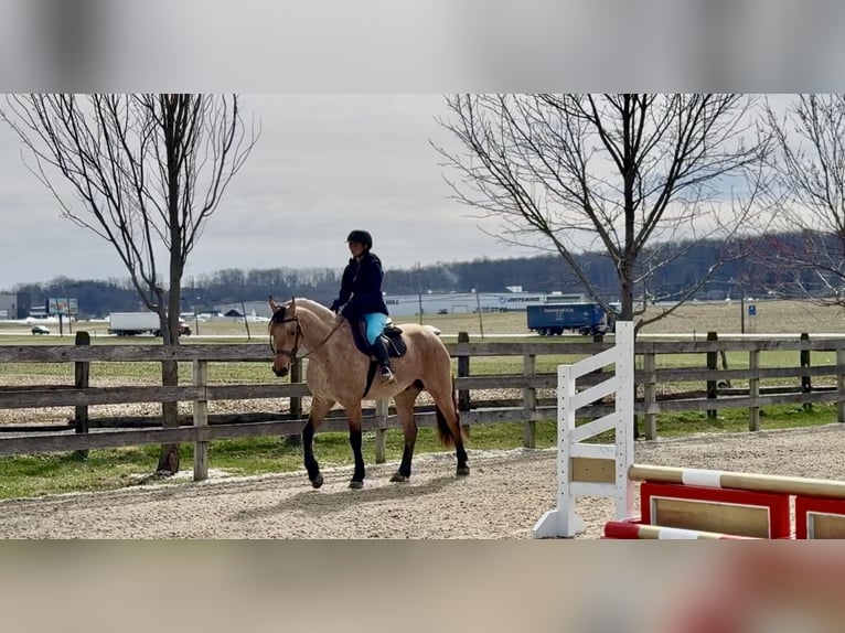 Frison Croisé Hongre 5 Ans 165 cm Buckskin in Gap